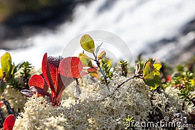 Norway bright autumn moss, grass blurred waterfall Stock Photo