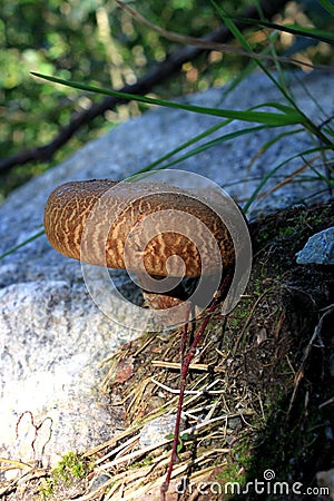 Norway close to Bergen, close up of little brown mushroom in green moss Stock Photo