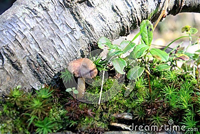 Norway close to Bergen, close up of little brown mushroom in green moss Stock Photo