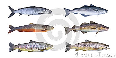 Norway fish set. Whitefish, arctic char, brook brown trout, pollock fish, coalfish, saithe, cod fish Stock Photo