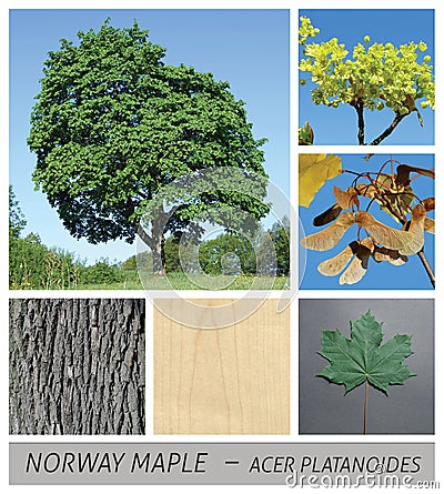 Norway Maple, maple, acer, platanoides, fruits, bark, tree Stock Photo