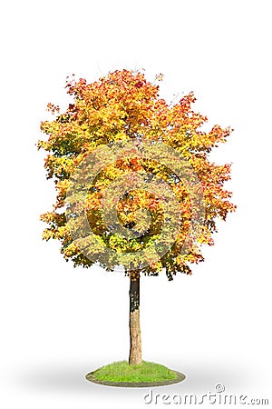 Norway maple in autumn Stock Photo