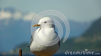 Norway, Mre og Romsdal County, seagull Stock Photo