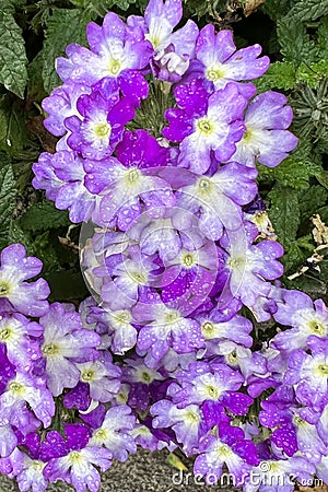 Beautiful verbena hybrida flower blooming in Oslo, Norway Stock Photo