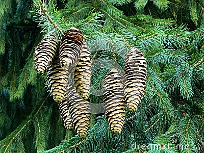 Norway Spruce Cones on a Fir tree, Stock Photo