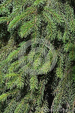 Norway spruce Stock Photo