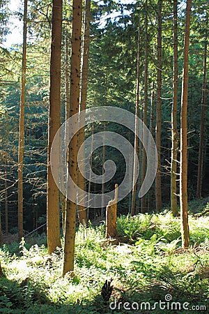 Norway spruce in Pyrenees Stock Photo
