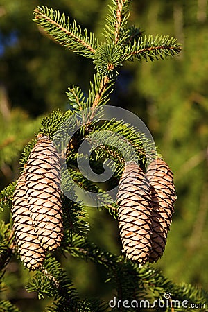 Norway Spruce Seed Cones 704632 Stock Photo