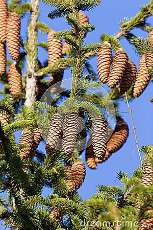 Norway Spruce Seed Cones 704631 Stock Photo