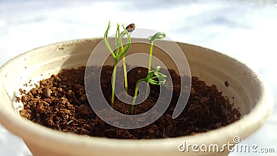 Norway spruce seedlings Stock Photo