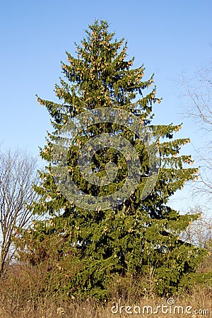 Norway Spruce 704637 Stock Photo