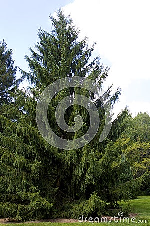 Norway Spruce Tree 822993 Stock Photo