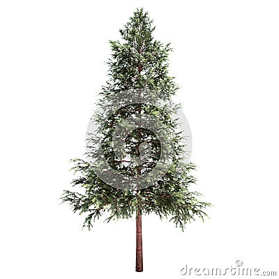 Norway Spruce Tree Isolated Stock Photo