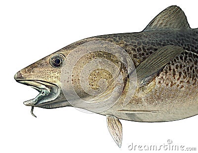 Norwegian atlantic cod fish illustration Stock Photo