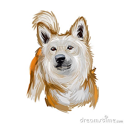Norwegian buhund puppy from Scandinavia, portrait digital art Stock Photo