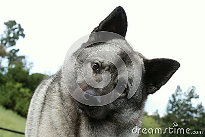 Norwegian Elkhound Dog With Head Tilted Stock Photo