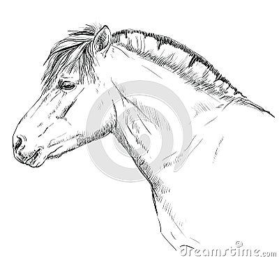 Norwegian fjord pony Vector Illustration