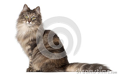 Norwegian Forest Cat, 1 and a half years old Stock Photo