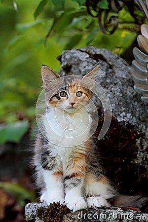 Norwegian forest cat female kitten sitting on a stone Stock Photo