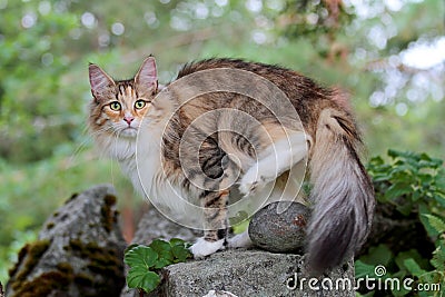 Norwegian forest cat female on a stone Stock Photo