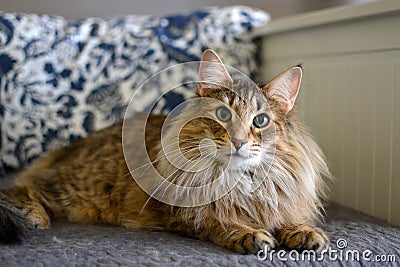 Norwegian Forest Cat Stock Photo