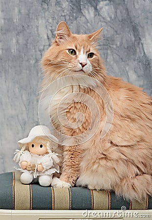 Norwegian forest cat male sitting on a chair with a white doll Stock Photo