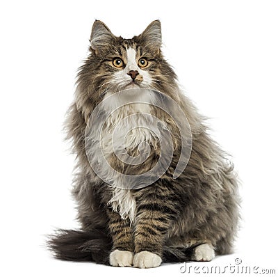 Norwegian Forest cat sitting, looking up, isolated Stock Photo