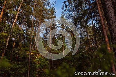 Norwegian forest with pine trees Stock Photo