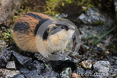 Norwegian lemming, Jotunheimen, Norway Stock Photo