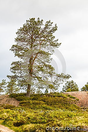 Big single coniferous tree on rock Stock Photo