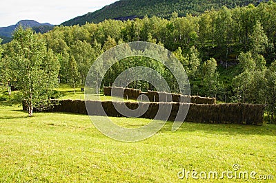 Norwegian traditioinal hay drying, Husmannsplassen Kjelvik, Leirfjord, Norland County, Norway Stock Photo