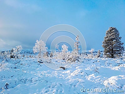 Norwegian winter II Stock Photo