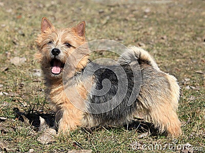 Norwich Terrier Stock Photo