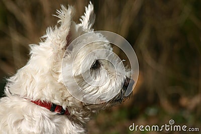 Norwich terrier Stock Photo