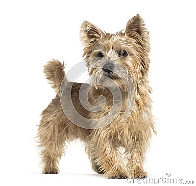 Norwich Terrier in front of white background Stock Photo