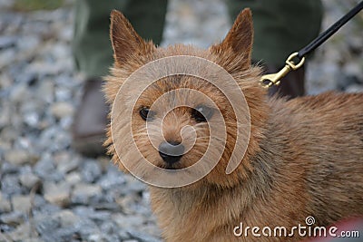 Norwich Terrier dog one of the smallest working terrier. Stock Photo
