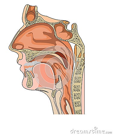 Nose anatomy Vector Illustration