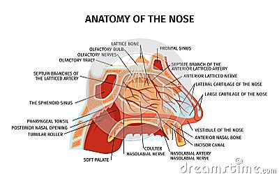 Nose Anatomy Flat Diagram Vector Illustration