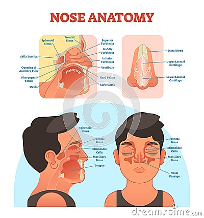 Nose anatomy medical vector illustration diagram. Vector Illustration