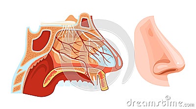 Nose Anatomy Realistic Illustration Vector Illustration
