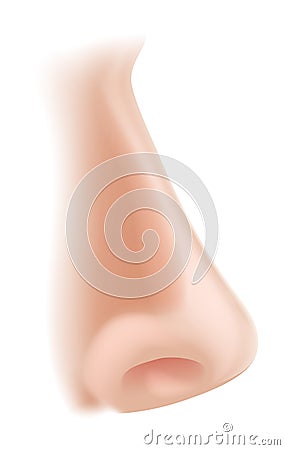 Nose body part illustration Vector Illustration