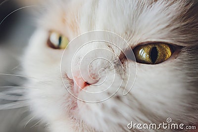 Nose of cat closeup. Feline nose macro. Stock Photo