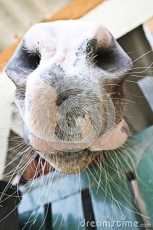 Nose Close Up Of Arabian Bay Horse Stock Photo
