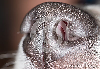 The nose of a dog. macro Stock Photo