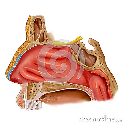 Nose Cartoon Illustration