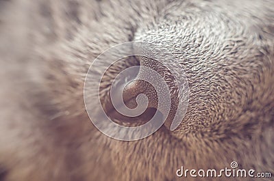 Nose gray cat macro with blurred background Stock Photo