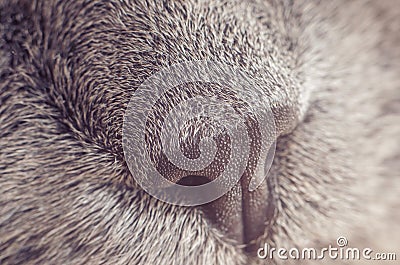 Nose gray cat macro with blurred background Stock Photo