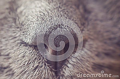 Nose gray cat macro with blurred background Stock Photo