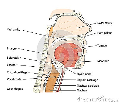 Nose mouth and throat Vector Illustration