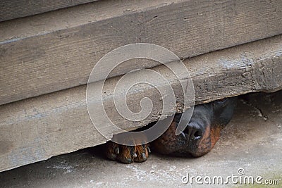 Nose and paw of curious dog Stock Photo